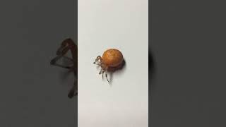Halloween Pumpkin  Spider by imystery man 160 views 6 months ago 1 minute, 32 seconds