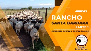 Rancho Santa Barbara Criadores Raza Dorper y Dorper Blanco Parte 1