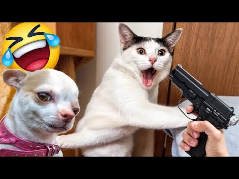 видео: Funny Moments of Cats and dog | Funny Video Compilation - Fails Of The Week #5