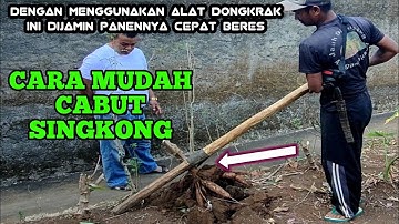 CARA MUDAH CABUT SINGKONG MENGGUNAKAN ALAT DONGKRAK