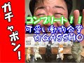 【ガチャポン】コンプリート！たまらなく可愛い動物の笑える☆合掌ＧＡＳＳＨＯ！全5種類