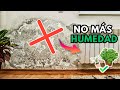 Las Mejores Plantas para Absorber Humedad en tu Hogar 🏠