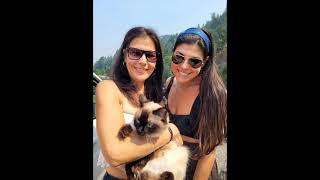 Pets On Vacation - Ragdoll Cats Stella And Leo Along With Nova Scotia Duck Toller Ruby