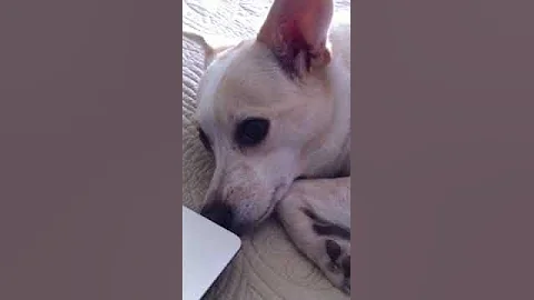 Nellie Simmons funny noises