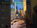 kids and dogs funny moments part-02 #funny #dogs #shorts #adorablepets