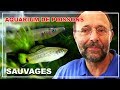 Aquarium de poissons  les poissons sauvages  la passion aquariophile 