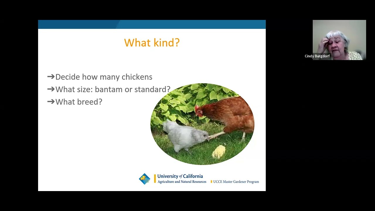 Basics of Raising Backyard Chickens - YouTube