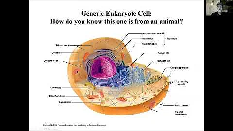 Chapter 3- Structure and Function of Cells