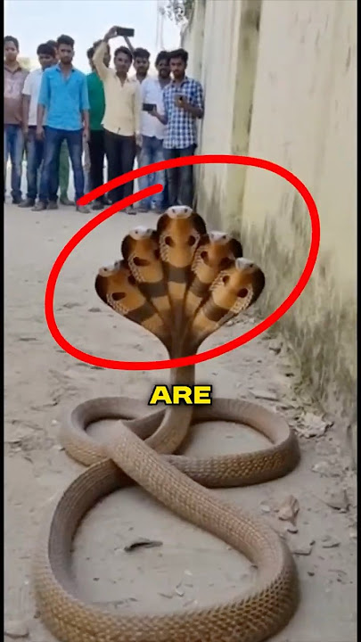 Top 5 Of The Most Venomous Snakes!