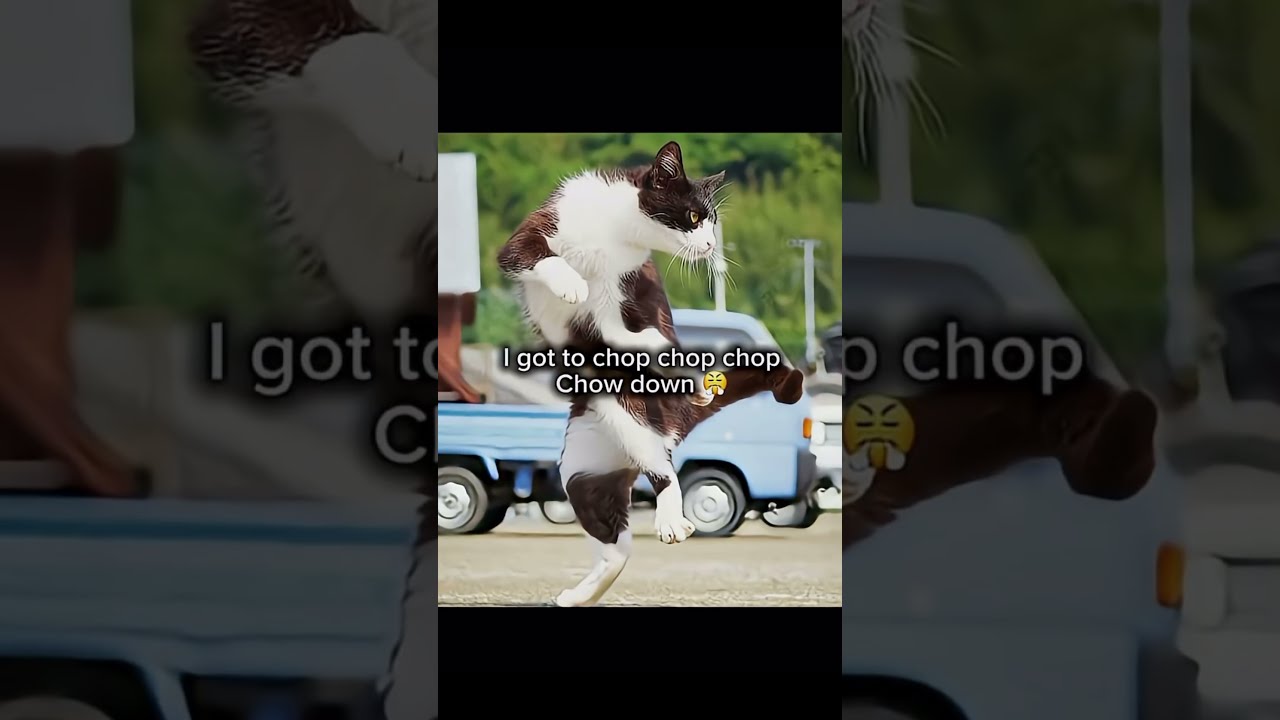I M Finally Ninja Remix Cat Memes UrOfficialPeeps