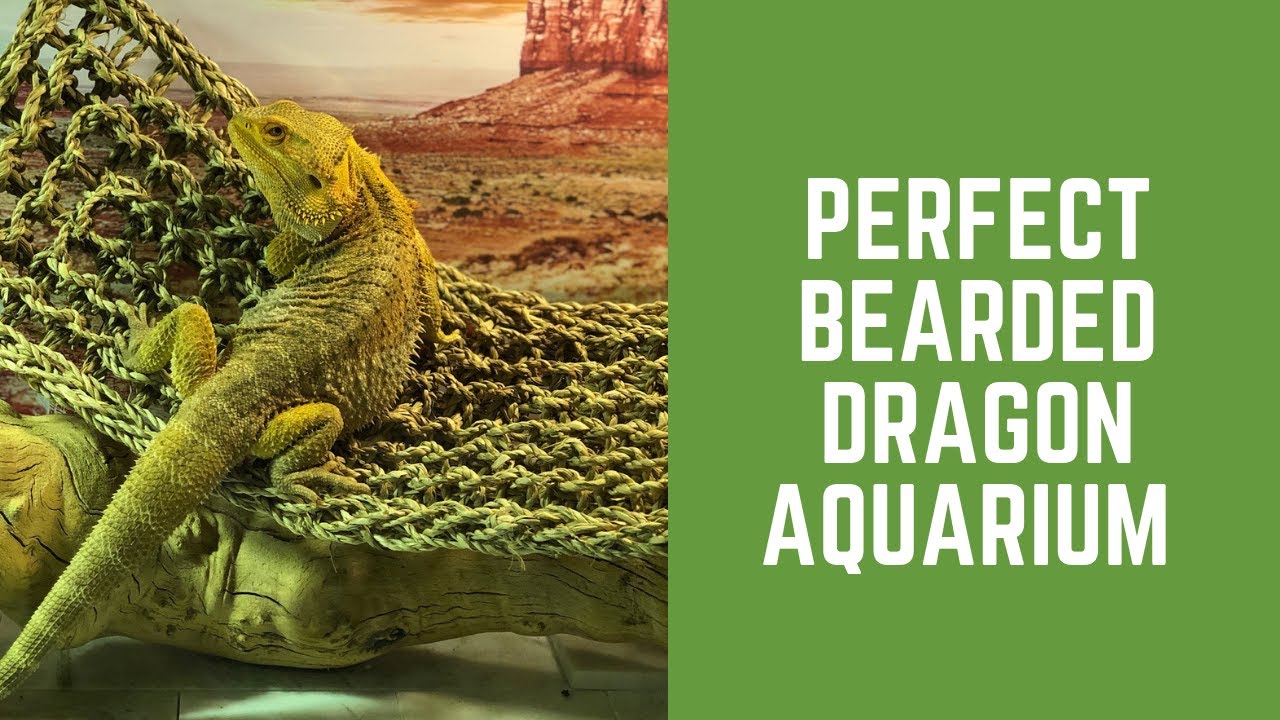 Perfect Aquarium for Bearded Dragon!! YouTube