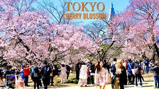 Cherry Blossom Shinjuku Gyoen National Garden Tokyo city【新宿御苑】| Best cherry blossom spots Japan
