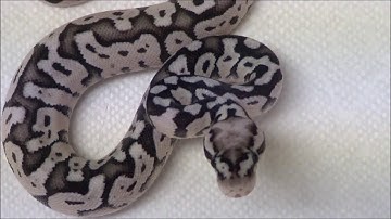 2019 1 Female Super Pastel VPI Axanthic het Clown Ball Python