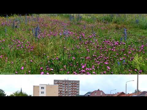 Video: Pyramidový Komplex V Dessau