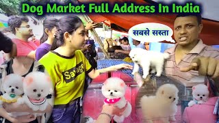 Dog shop address in India | Cheapest dog Market In India | Pomeranian Dog | teacup dog | Cute puppy