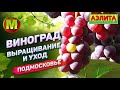 Виноград. Выращивание и Уход. Подмосковье 2019.