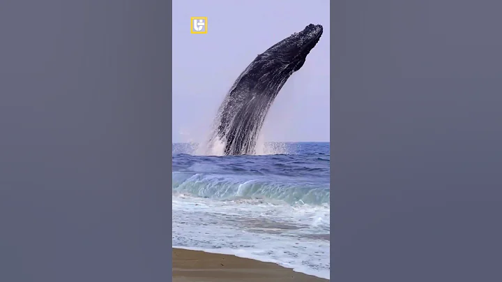 AMAZING MOMENT!! Giant Humpback Whale Jumps and Hits the Water #animals #foryou #humpbackwhale thumbnail
