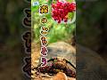 【㊙リクガメのごちそう】アカアシガメの大好物の実とは！？#reptiles #tortoise #爬虫類