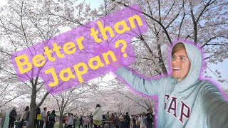 The Best Place to See Cherry Blossoms in Shanghai, China