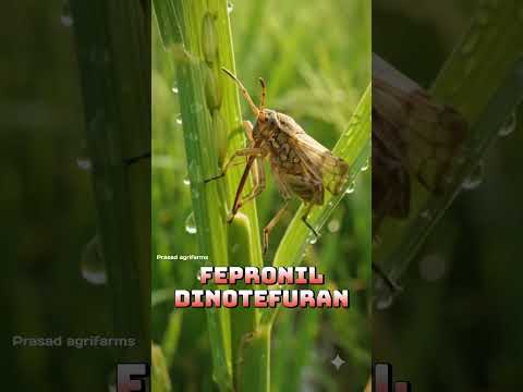 🚨వరిలో BPH కి పరిష్కారం ఇదే🌾 Share to every farmer...#Nilanix #NilanixSC #BPH #Parijat #Paddy