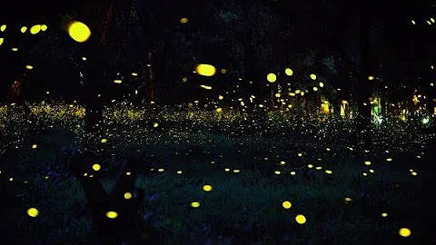 Fireflies Glowing In The Dark