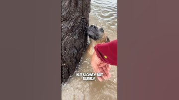 He saved this dog during a flood ❤️