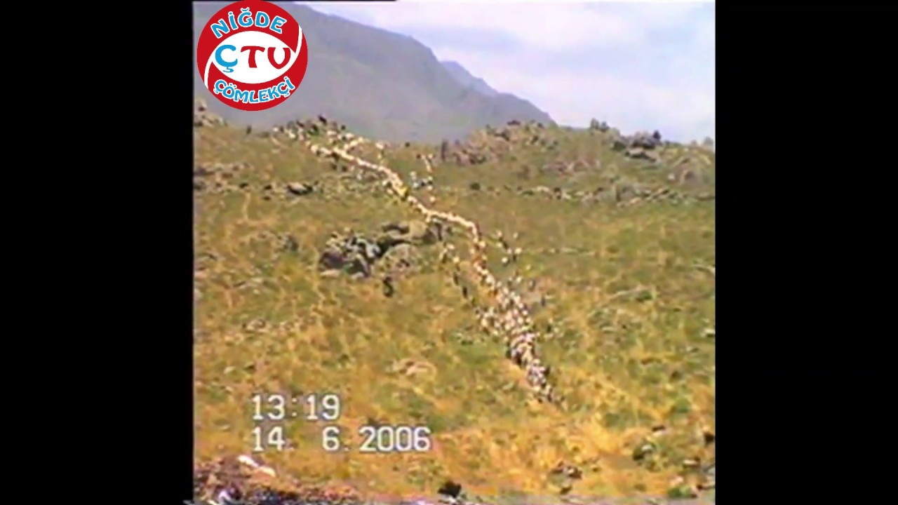 ÇÖMLEKÇİ YAYLA 3 (KUZULARIN KOYUNLARLA BULUŞMASI) (YENİ MUHTEŞEM VİDEO ) (SENE 2006)