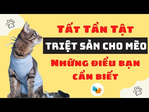 Video: Mèo cao cấp Pudgy: Làm thế nào để có được hình dạng