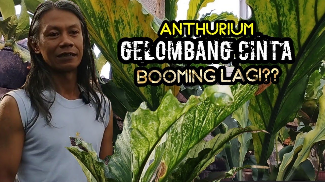 serba serbi GELOMBANG CINTA VARIGATA dan prospek kedepannya