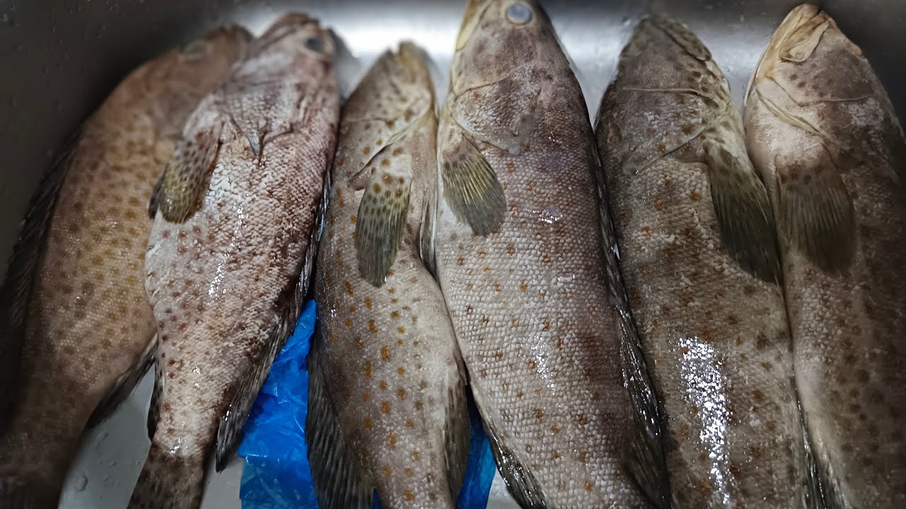 best prices fish hamour 5kilos worth 40sar cleaning+slicing come enjoy #fish #viral #shortvedio