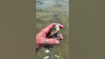 Watch it go back in its shell! #conch #crownconch #snail #snails #marinelife
