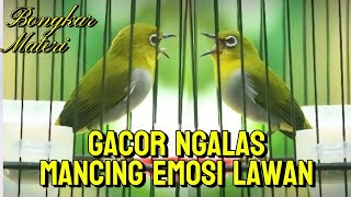 Pleci GACOR ngalas materi,cocok buat pancingan pleci malas bunyi🔥