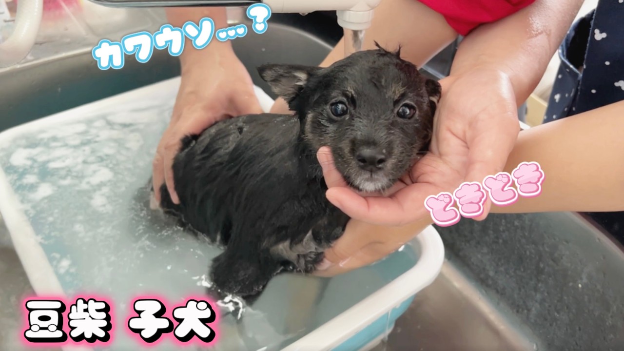 Mameshiba Inu] The adorable and heartwarming bath time scene of