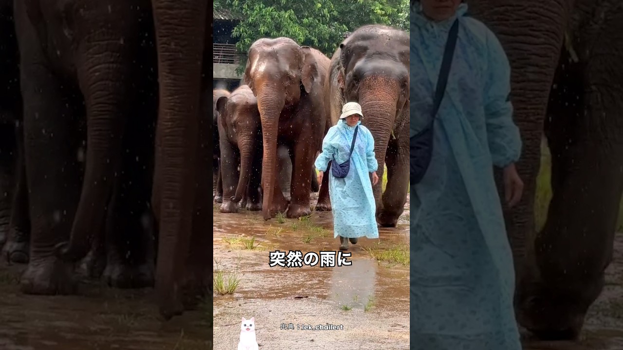 女性を赤ちゃんだと考えるゾウの行動
