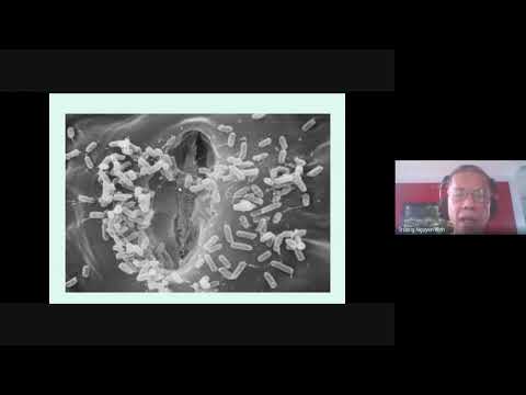 Video: Pseudomonas Syringae Trên Dưa chuột - Nhận biết các triệu chứng đốm lá do vi khuẩn