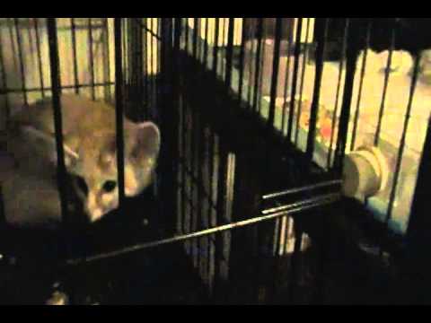 It's Fennec Fox Friday, now with 4 Fennec foxes!