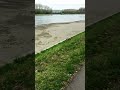 #goose #redlist#europe#rhine#германия