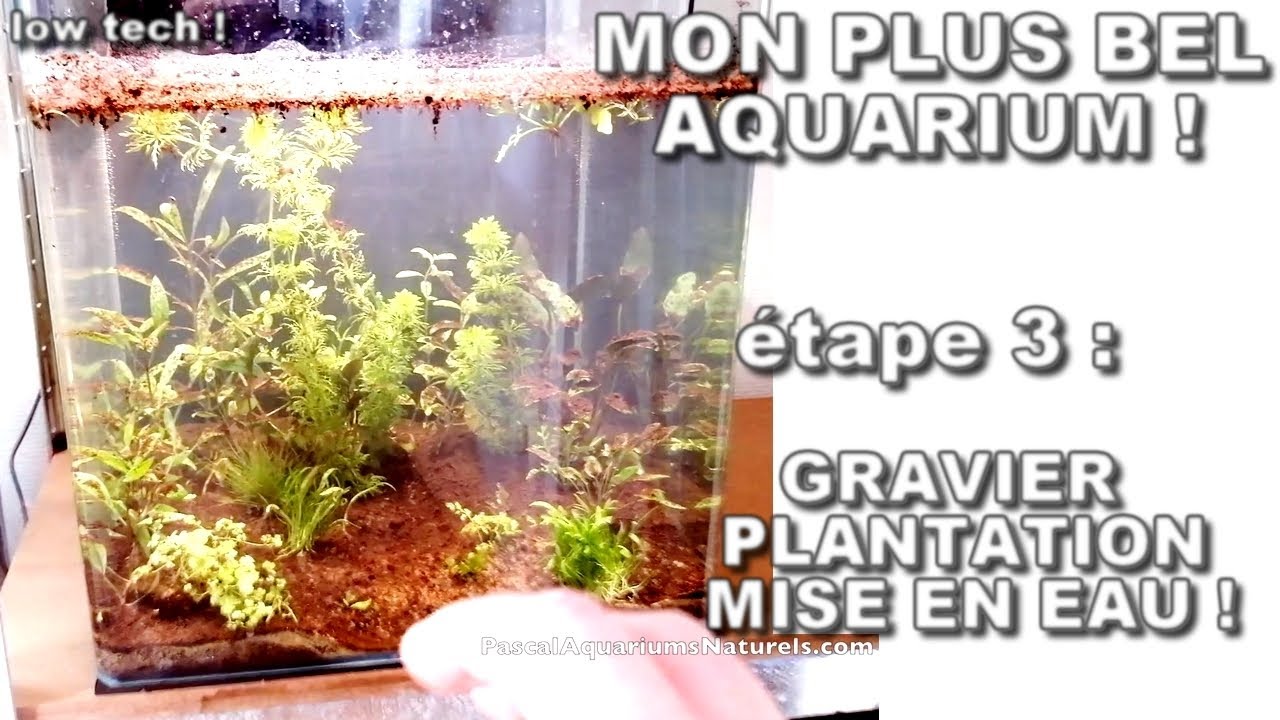 Quel type de gravier utiliser dans mon aquarium?