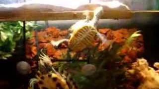 Jan 2008 Tank