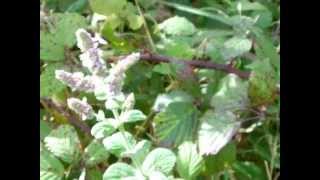 Wild plant food journey's # 26 Mentha suaveolens - apple mint / round leaved mint