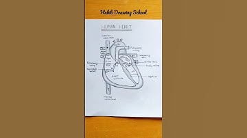 Heart Diagram - Very Easy #shorts #drawing #art