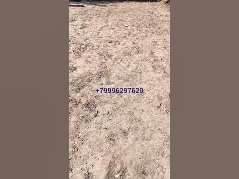 Мощный РЖД гербицид - YouTube