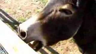 Donkey Make Some More Noise