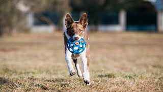 Are Border Collies good at tracking? by Border Collie USA 8 views 1 month ago 3 minutes, 53 seconds