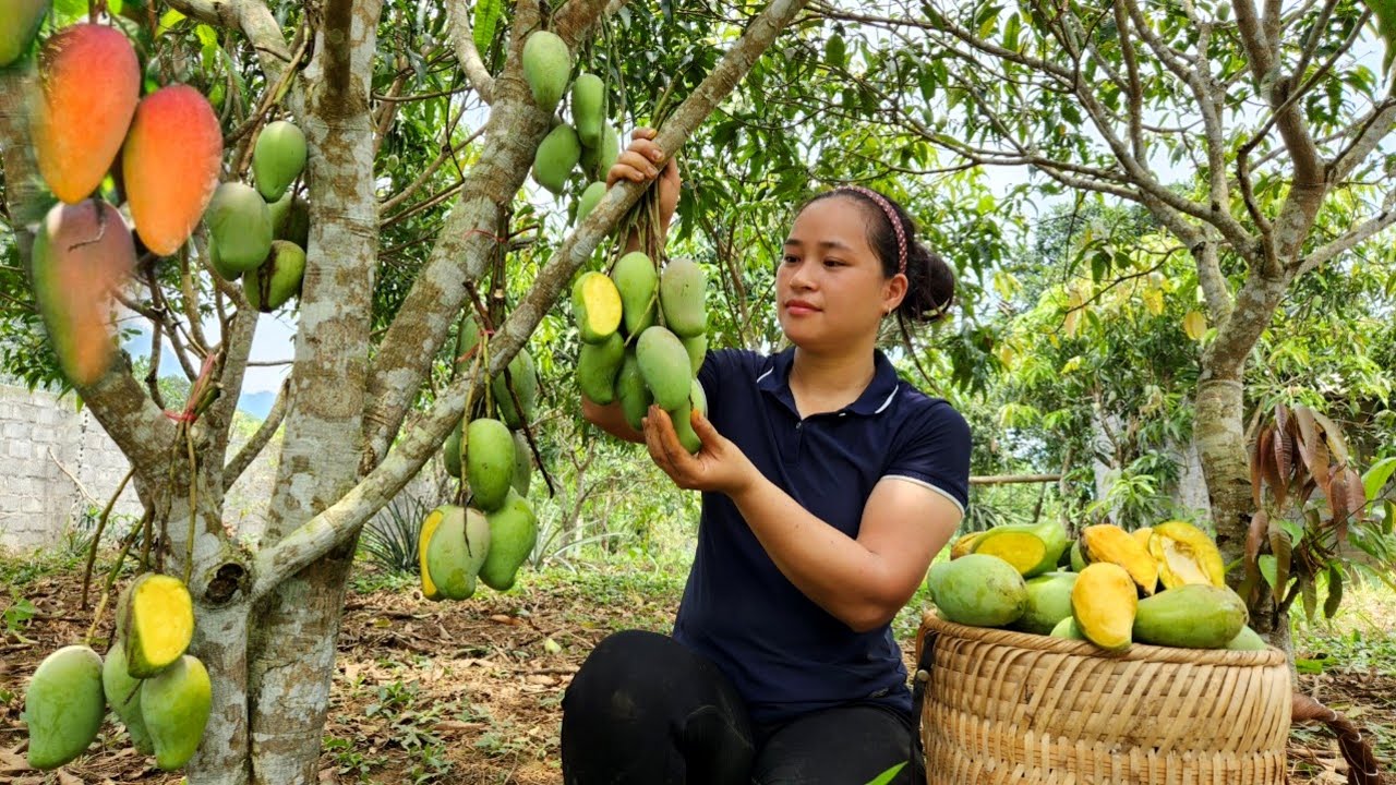 Harvest Green Mango Garden goes market sell   Gardening  Planting Beans   L Th Ca