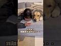 距離感がおかしい犬 #ゴールデンレトリバー #大型犬のいる生活 #大型犬 #goldenretreiver