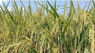 siap panen padi pandan wangi tanpa pupuk kimia