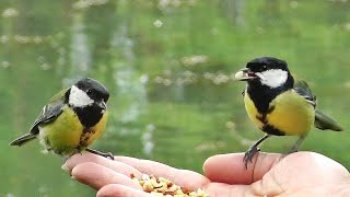 Hand Feeding Birds By Hand  Mrs D