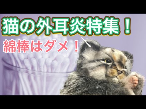 【パペット獣医】猫の外耳炎の特集。症状、原因、治療。お手入れの注意点も解説