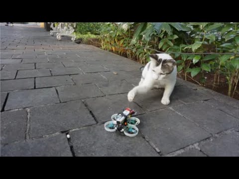 cats-&-dogs-vs-drones---funny-cats-&-dogs